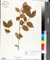 Euonymus occidentalis image