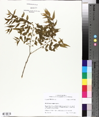 Euonymus obovatus image