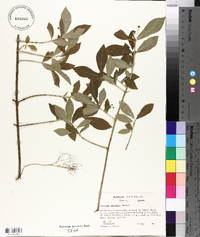 Euonymus obovatus image