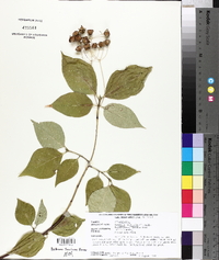 Euonymus latifolius image