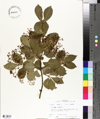 Euonymus japonicus image