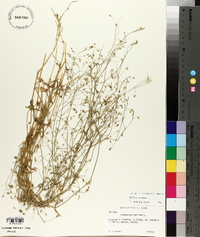 Stellaria graminea image