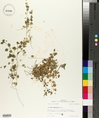 Stellaria prostrata image