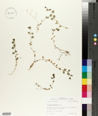 Stellaria prostrata image