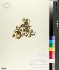 Stellaria prostrata image