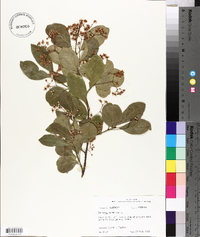 Euonymus japonicus image