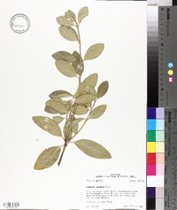 Euonymus japonicus image