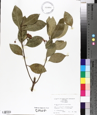 Euonymus fortunei image