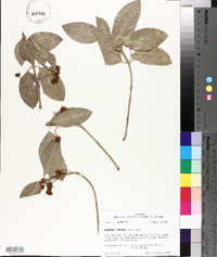 Euonymus fortunei image