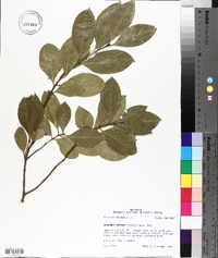 Euonymus fortunei image