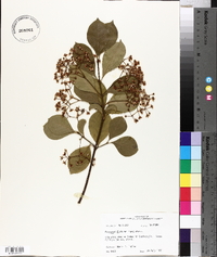 Euonymus fortunei image