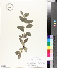 Euonymus fortunei image