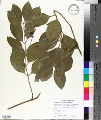 Euonymus fortunei image