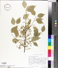 Euonymus bungeanus image