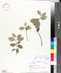 Euonymus fortunei image