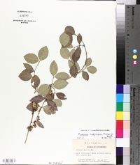 Euonymus fortunei image