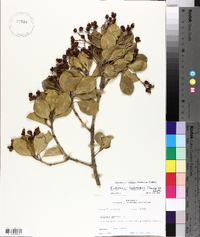 Euonymus fortunei image