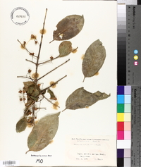 Euonymus sieboldianus image