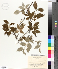 Euonymus oxyphyllus image