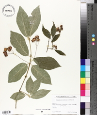 Euonymus latifolius image