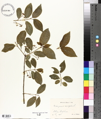 Euonymus europaeus image