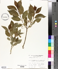 Euonymus europaeus image