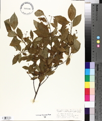 Euonymus europaeus image