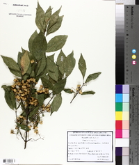 Euonymus europaeus image