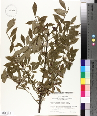 Euonymus alatus image