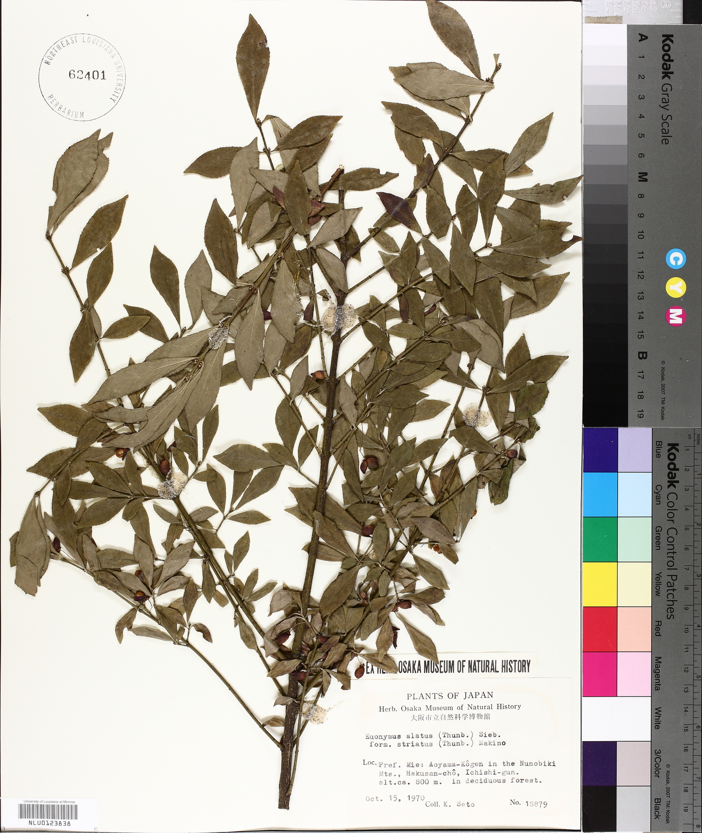 Euonymus alatus f. striata image