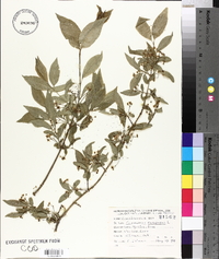 Euonymus europaeus image