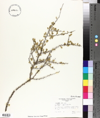 Schaefferia cuneifolia image