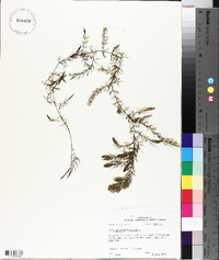 Ceratophyllum demersum image