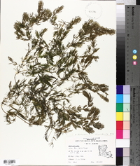 Ceratophyllum demersum image