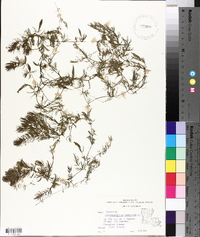 Ceratophyllum demersum image