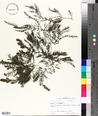 Ceratophyllum demersum image