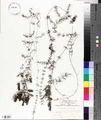 Ceratophyllum demersum image