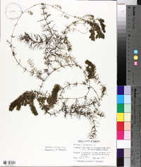 Ceratophyllum demersum image