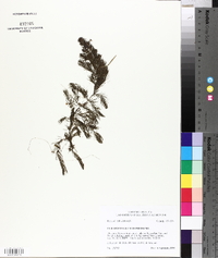 Ceratophyllum demersum image