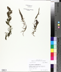 Ceratophyllum demersum image