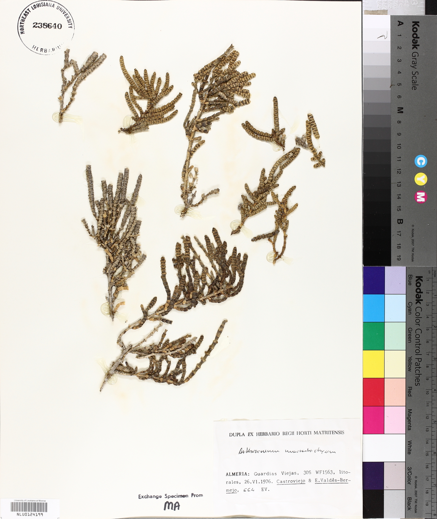 Arthrocnemum macrostachyum image
