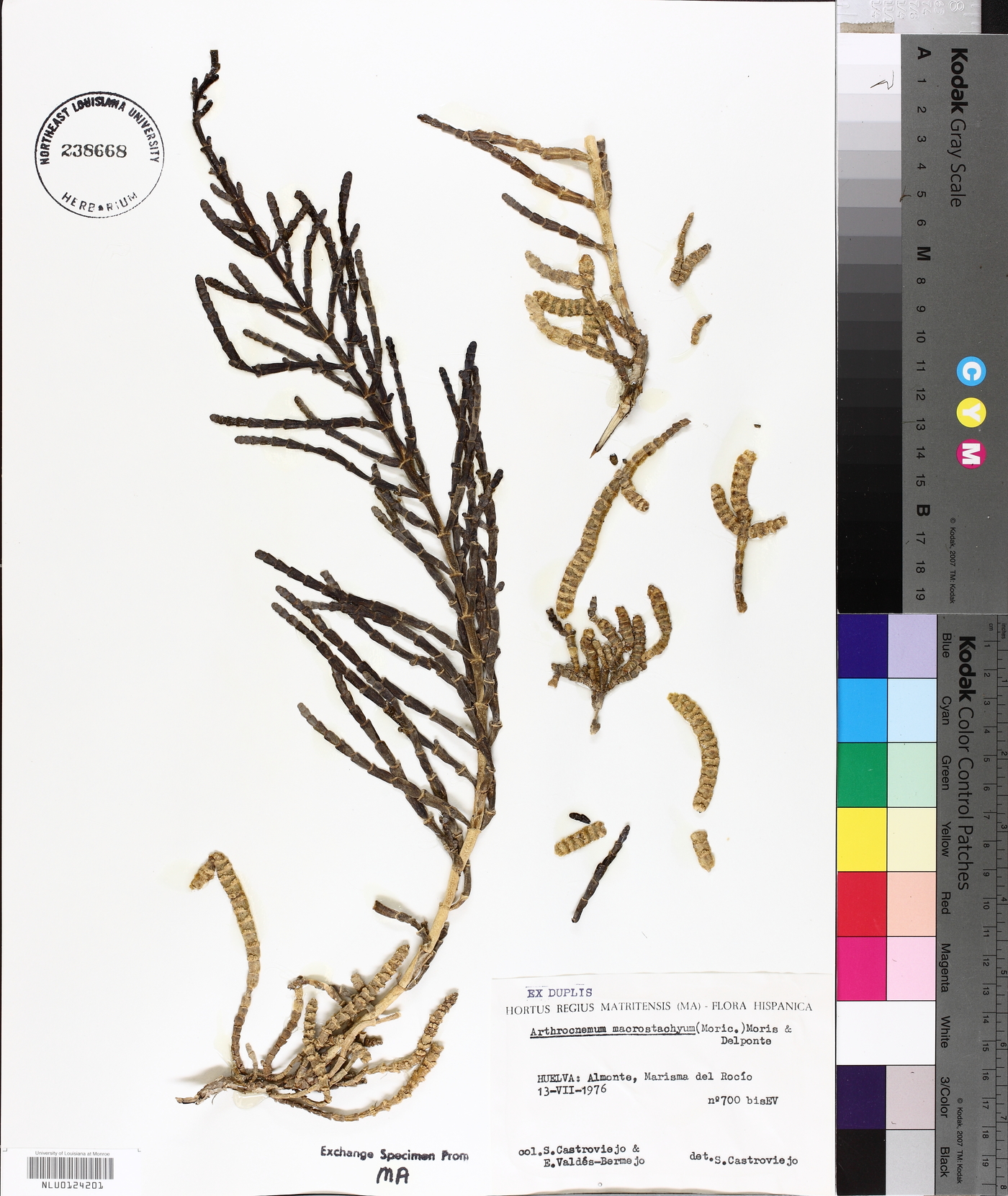 Arthrocnemum macrostachyum image