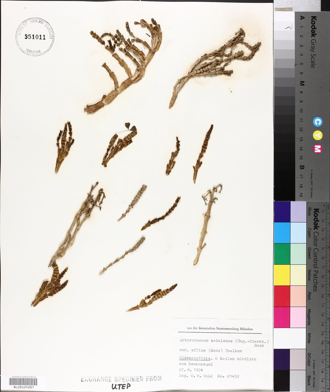 Salicornia natalensis subsp. natalensis image