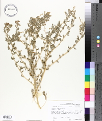 Atriplex arenaria image