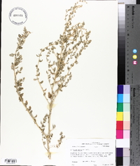 Atriplex arenaria image