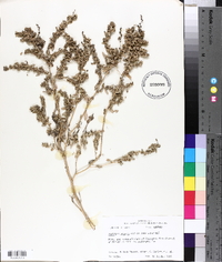 Atriplex arenaria image