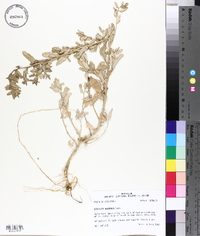 Atriplex arenaria image