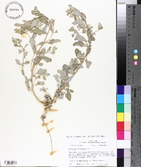 Atriplex arenaria image