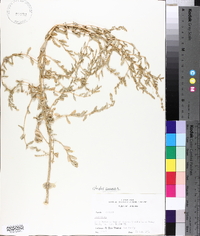 Atriplex arenaria image