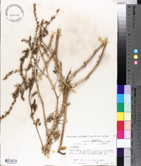 Atriplex prostrata image